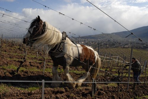 Domaine Zind Humbrecht